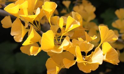 ginkgo biloba, autumn, macro