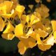 ginkgo biloba, autumn, macro